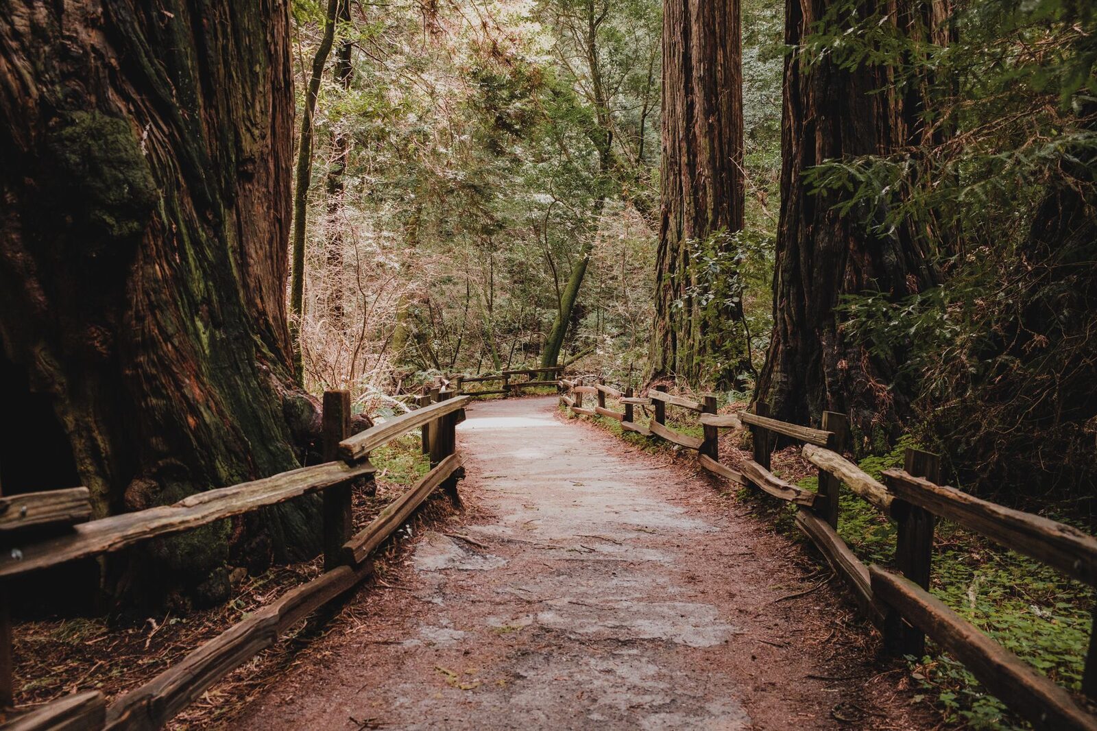Explore a serene wooded trail surrounded by majestic redwoods in Muir Woods National Monument.